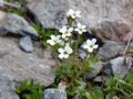 Saxifraga androsacea